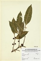 藏品(白肉榕)的圖片